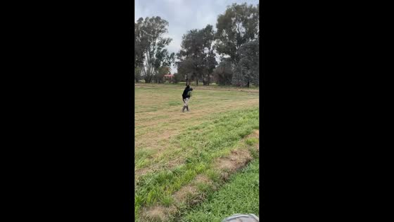 Man hilariously carries calm calf on his back across field in Córdoba, Spain