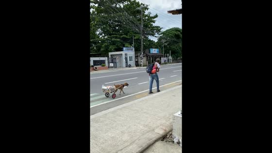 Dog helps disabled man by pulling cart in Marasbaras, Philippines