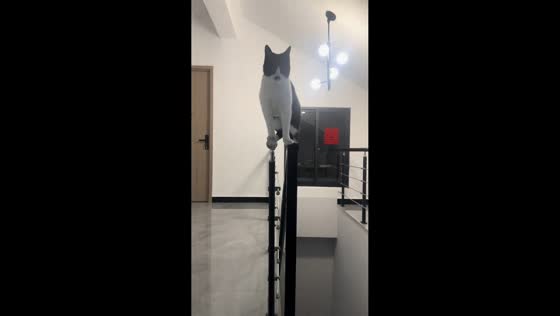 Cat skillfully climbs and balances on stair railing in Zhejiang, China