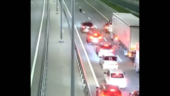 Bear cub causes traffic jam on Russia's M-11 highway