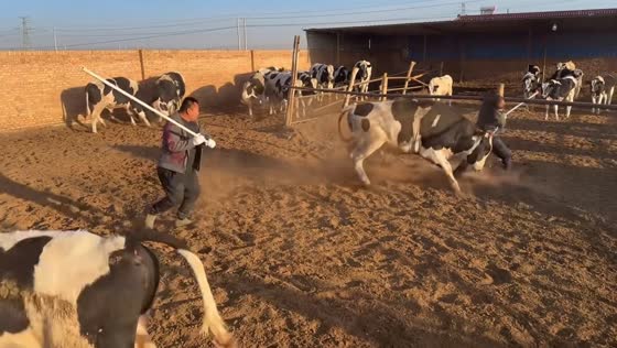 Livestock handler knocked down by charging cow in Ningxia, China