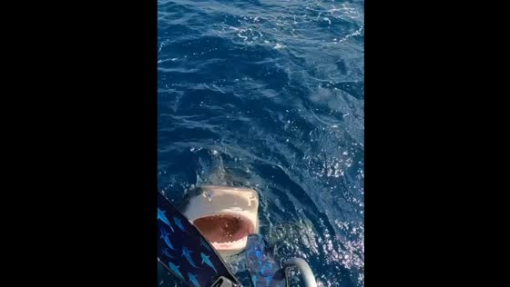 Tiger shark “Queen Nikki” interacts calmly with diver in Hawaii, USA