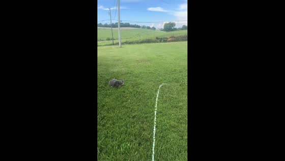 Cat chases water from garden hose in East Tennessee, USA
