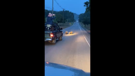 Car halts for hedgehog family crossing in Lam Takhong, Thailand