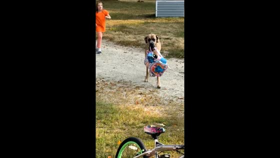Great Dane helps girl by carrying her backpack in Peterborough, New Hampshire, USA