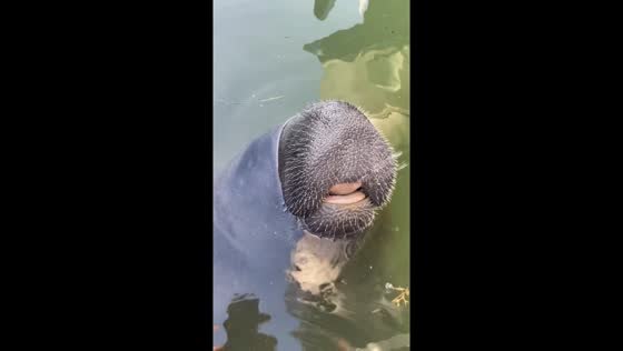 Manatee drinks water from boat engine in Big Pine Key, Florida, USA