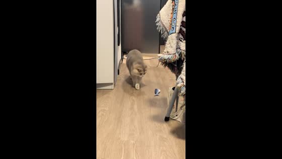 Curious cat startled by flopping fish toy in Heilongjiang, China