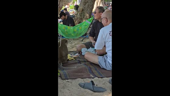 Monkey joins tourists for picnic in Sattahip, Thailand