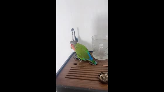 Lovebird dozes off while wearing incense burner lid like a tiny hat in Henan. China