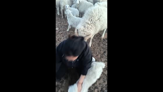 Sheep headbutts woman trying to pet lamb in Inner Mongolia grassland