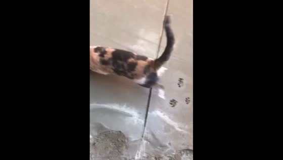 Cat walks on freshly done floor, leaves paw prints in Rosario, Argentina