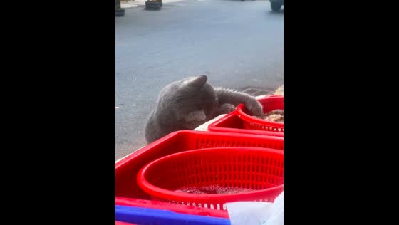 Cat steals shrimp from fish stall in Jiangsu, China