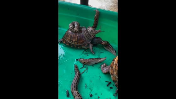 Turtle eats snail amidst surrounding snails in Burke, Virginia