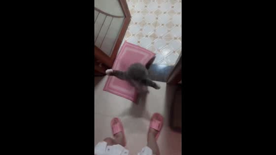 Playful cat tries to scare owner in Hebei Province, China