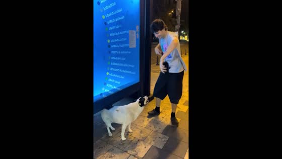 Dog imitates human dance moves in Tbilisi