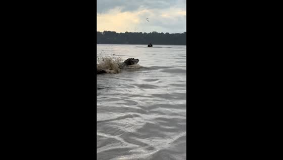 Alligator splashes in Cuniã Lake Reserve, Rondônia, Brazil