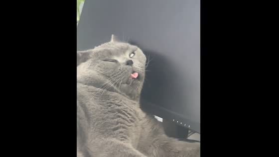 Cat fast asleep, leaning on monitor with tongue out