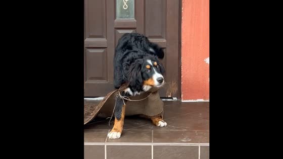 Dog struggles to free itself from torn rug in Malbork
