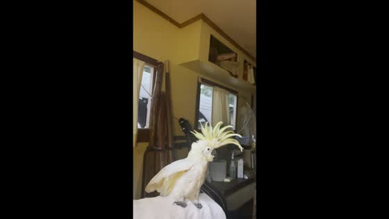 Sulphur-crested cockatoo screams dramatically when owner leaves in Byron Bay, Australia