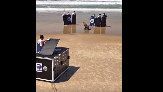 Seal evades rescue team and returns to sea in Brazil