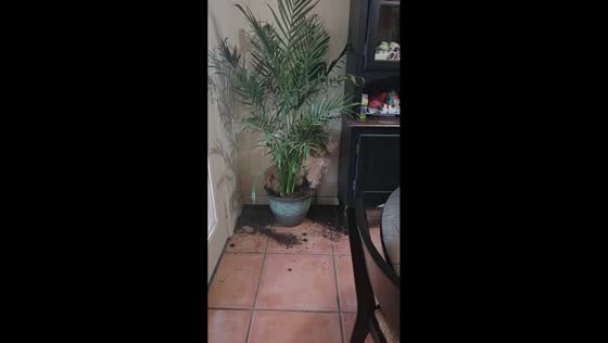 Dog turns houseplant into a dirt-filled mess in Boerne, Texas, USA