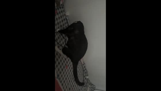 Cat startled by phone ringing while sniffing around in Zhejiang, China