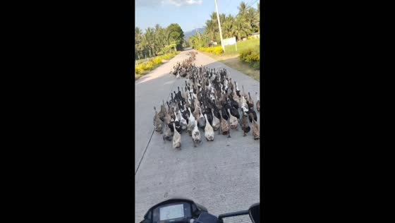Long flock of ducks marches along road in Koronadal, Philippines