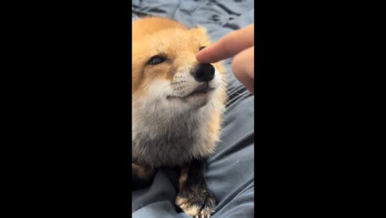 Playful interaction with a fox in Zhejiang, China
