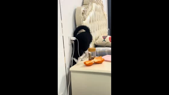 Cat hilariously slips into gap between bed and cabinet in Anhui, China