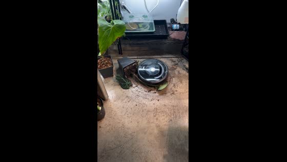 Plant repotting chaos: iRobot mishap at Buffalo plant loft