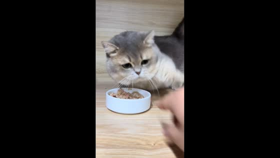 Cat refuses to share its food in Liaoning, China