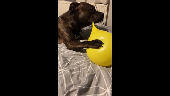 Dog playfully trying to deflates balloon in Macclesfield, UK