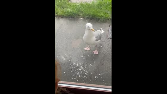 Seagull visits Balbriggan doorstep for food