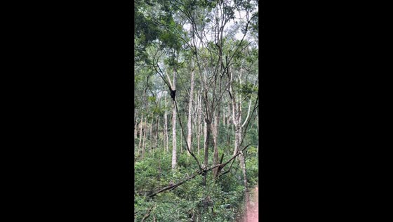 Black crested gibbon swats monkey before being chased up a tree in Yunnan, China