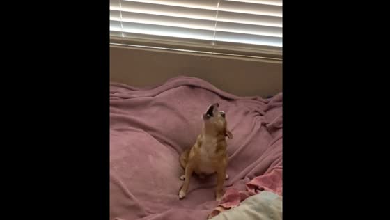 Dog screams like baby in Henderson, Nevada