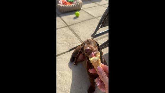 Dachshund enjoys ice cream during warm day in Manchester, England, UK