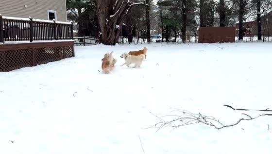 Golden Retriever enjoys playful snow day with cousins in New York, USA