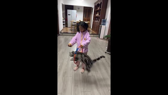 American Shorthair cat performs tricks in Beijing, China