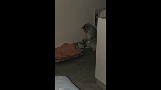 Cat comforts kitten with playful dance in Sichuan, China