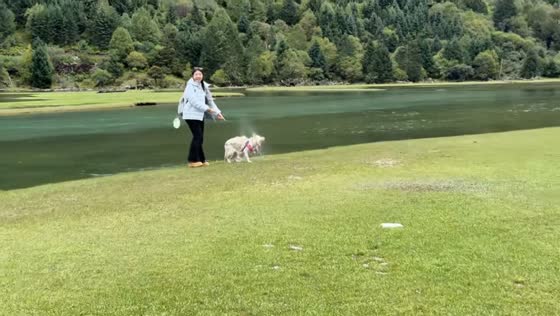Dog chases bird and jumps into river in Henan, China