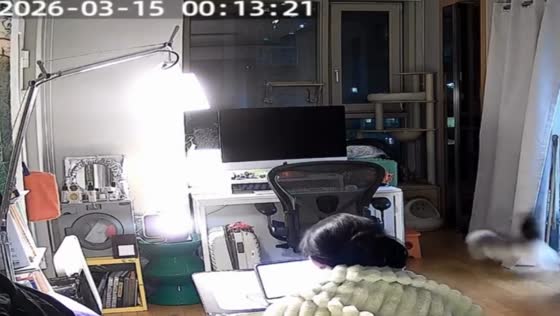 Cat crashes into clothes rack while running indoors in Seoul, South Korea