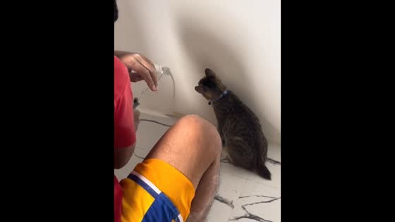 Cat intently watches painters at work in Pangasinan, Philippines