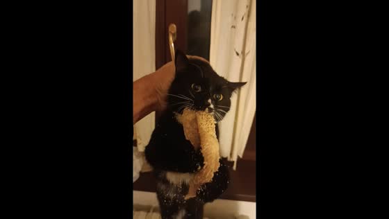 Tuxedo cat caught holding stolen packaged meat in Pescara, Italy