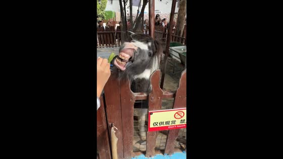 Miniature horse hilariously bares its teeth while waiting for visitors to feed it in Dalian, China