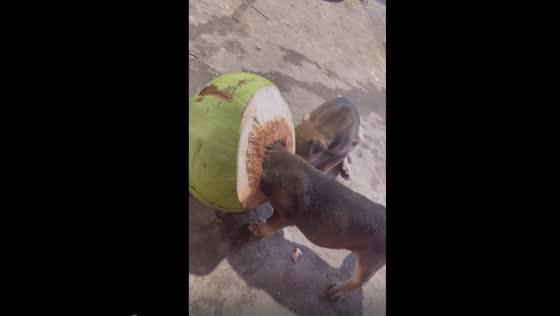 Adorable pup's coconut capers: a hilarious adventure of curiosity and motherly love