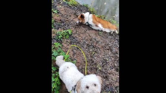 Dog's muddy riverbank tumble caught on video in Roth, Germany
