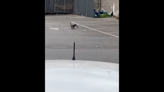 Rat jumps on cat’s head in surprising chase moment in Campania, Italy