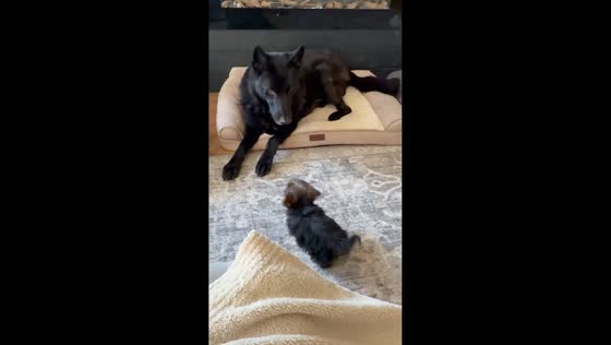 Tiny Yorkie playfully startles lounging German Shepherd in New York, USA