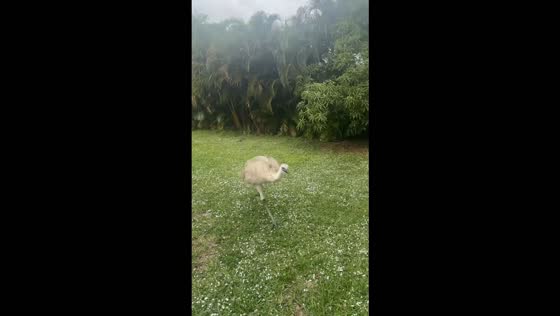 White emu slips and falls while running across a yard in Miami, USA