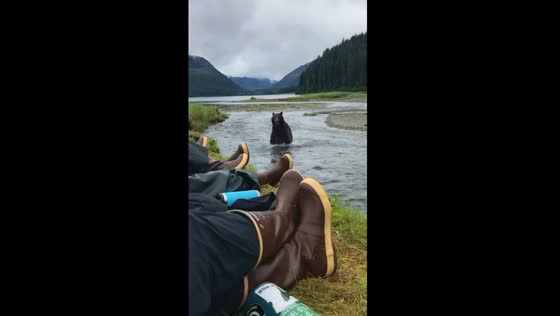 Encounter by the river: bear's run in the wild